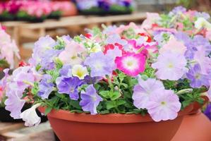 Petunia in the pot, Mixed color petunia photo