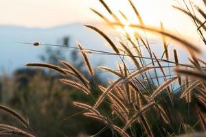 Blurry grass on a background of a field photo