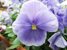 Blue Flower Pansies closeup of colorful pansy flower photo