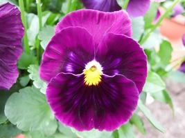 Purple Flower Pansies closeup of colorful pansy flower photo