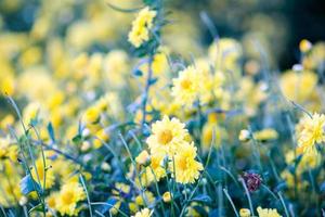 flores de crisantemo amarillo, crisantemo en el jardín. flor borrosa para el fondo, plantas coloridas