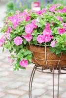 Petunia in the pot, Pink color petunia photo