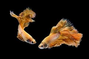 Yellow gold betta fish, siamese fighting fish on black background photo