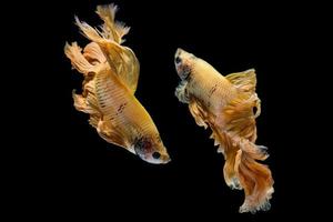 Yellow gold betta fish, siamese fighting fish on black background photo