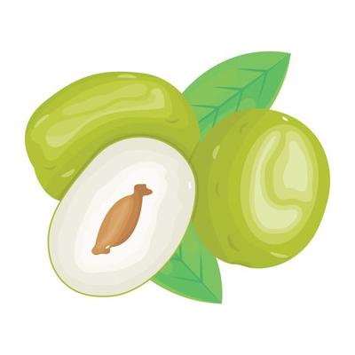 Check out an icon of olea europaea in isometric style
