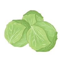 Catch a sight of this isometric icon of cabbage vector