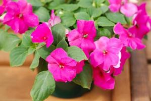 pink impatiens in potted, scientific name Impatiens walleriana flowers also called Balsam, flowerbed of blossoms