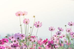Cosmos flowers in nature, sweet background photo