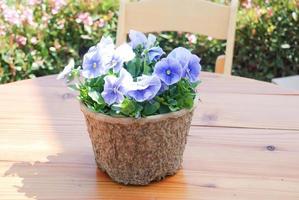 Blue Flower Pansies closeup of colorful pansy flower photo