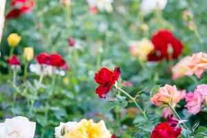 Rose and warm light in garden background , beautiful moments of love and happy life. photo