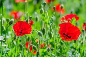 Red and pink poppy flowers in a field, red papaverRed and pink poppy flowers in a field, red papaver photo