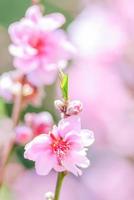 Pink Cherry Blosssom with pink background photo