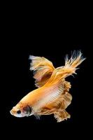 Yellow gold betta fish, siamese fighting fish on black background photo