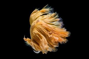 Multi-color betta fish, dancing fish in gold photo
