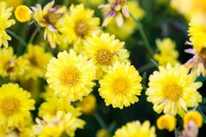 Yellow chrysanthemum flowers photo