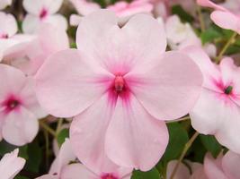 impatiens rosas, lizzie ocupada, nombre científico impatiens walleriana flores también llamadas bálsamo foto