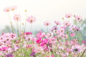 Soft, selective focus of Cosmos, blurry flower for background, colorful plants photo