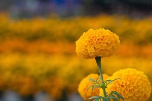 Orange Marigolds flower fields, selective focus photo