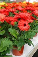 Red colour Gerbera daisy. Gerbera plant in pot on the table. photo