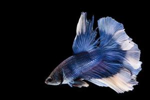 pez betta azul y blanco, pez luchador siamés sobre fondo negropez betta azul y blanco, pez luchador siamés sobre fondo negro foto