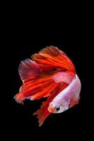 pez betta rosa y rojo, pez luchador siamés sobre fondo negro foto