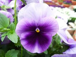 Purple Flower Pansies closeup of colorful pansy flower photo