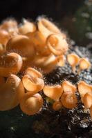 Orange mushroom, champagne mushroom in rain forest. photo