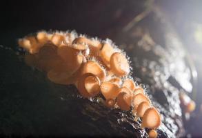 Orange mushroom, champagne mushroom in rain forest. photo