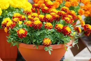 Tagetes patula french marigold in bloom, orange yellow flowers, green leaves photo