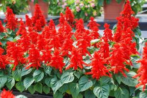 splendens de salvia roja, plantas de maceta de flores rojas foto