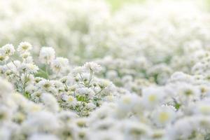 white chrysanthemum flowers, chrysanthemum in the garden photo