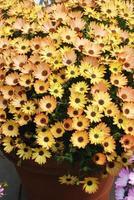 osteospermum naranja o dimorphotheca flores en el macizo de flores foto