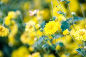 flores de crisantemo amarillo, crisantemo en el jardín. flor borrosa para el fondo, plantas coloridas foto