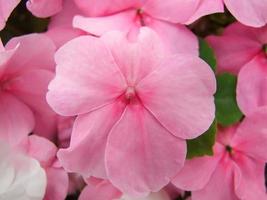 pink impatiens, scientific name Impatiens walleriana flowers also called Balsam photo