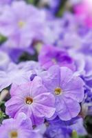 Colorful petunia flowers, Grandiflora is the most popular variety of petunia, with large single or double flowers that form mounds of colorful solid, striped, or variegated blooms. photo