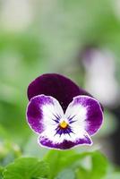 Purple and White Flower Pansies closeup of colorful pansy flower photo