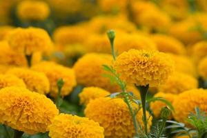 campos de flores de caléndulas naranjas, enfoque selectivo foto