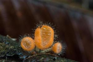 Orange mushroom, champagne mushroom in rain forest. photo