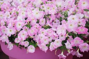 Petunia in the pot, Mixed color petunia photo