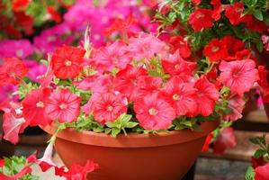 Petunia in the pot, Mixed color petunia photo