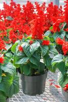 Red Salvia Splendens, Red flower pot plants in the black potted photo