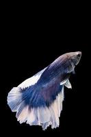 pez betta azul y blanco, pez luchador siamés sobre fondo negropez betta azul y blanco, pez luchador siamés sobre fondo negro