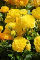 Ranunculus flora. A blossomed flower with detailed petals shot photo