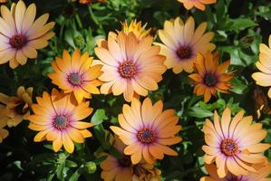 Orange osteospermum or dimorphotheca flowers in the flowerbed
