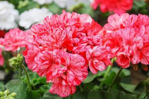 pelargonium - flores de geranio que muestran su hermoso detalle de pétalos en el jardín foto