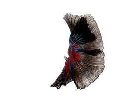 Multi-color betta fish, dancing fish in black photo