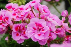 pelargonium - flores de geranio que muestran su hermoso detalle de pétalos en el jardín foto