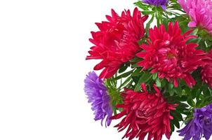 aster flowers isolated on white background photo