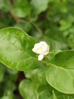 Jasmine Flower, Belly Flower, Beautiful Flower photo