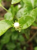 Jasmine Flower, Belly Flower, Beautiful Flower photo